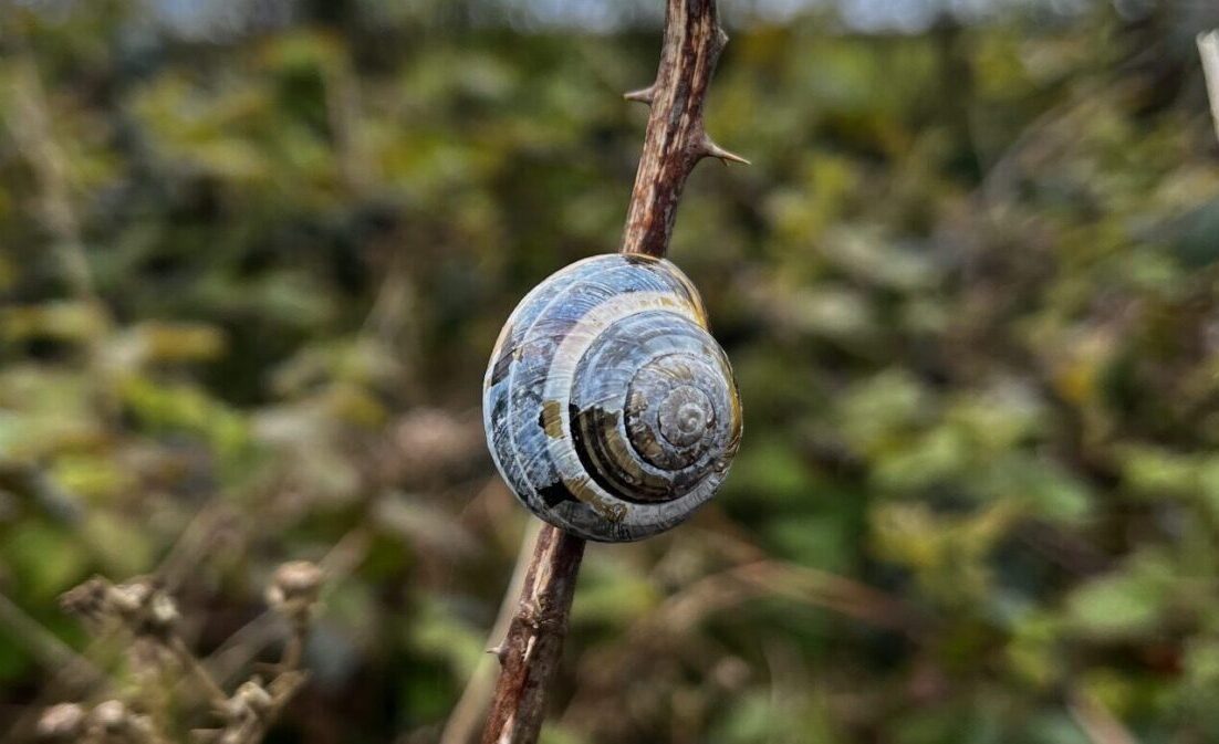 Featured image for “The Spiral Path ~”