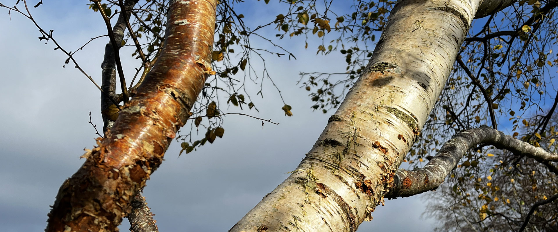 Sunrise beyond trees on the horizon