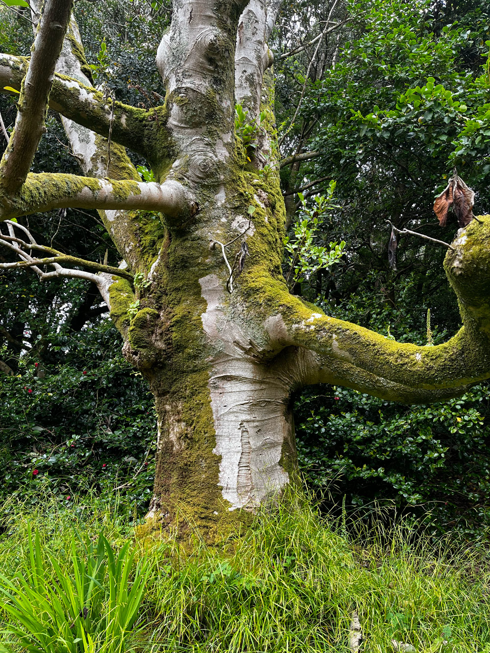 Energy moss tree